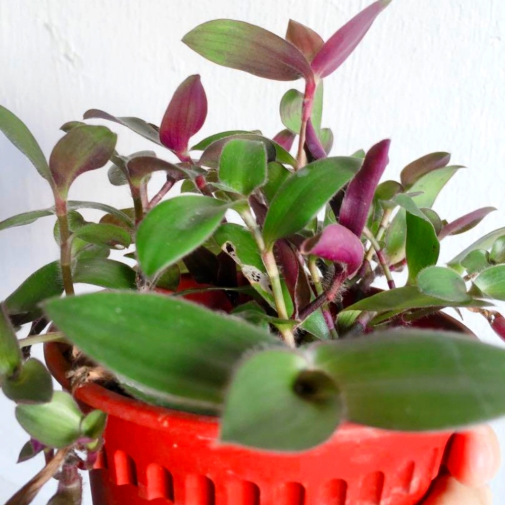tradescantia bunny bellies - vining Rooted Tropical HousePlant